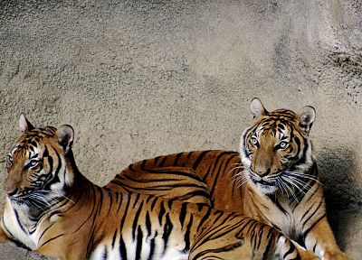 животные, тигры - обои на рабочий стол