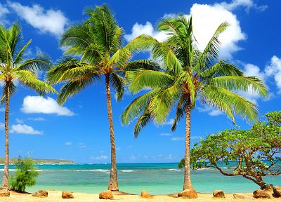 пальмовые деревья, пляжи - оригинальные обои рабочего стола