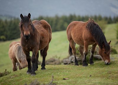 животные, лошади - оригинальные обои рабочего стола