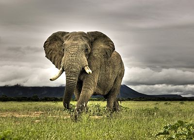 горы, облака, природа, животные, трава, Южная Африка, слоны - оригинальные обои рабочего стола