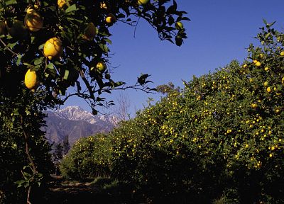 горы, природа, фрукты, Калифорния, лимоны, фруктовые деревья - копия обоев рабочего стола