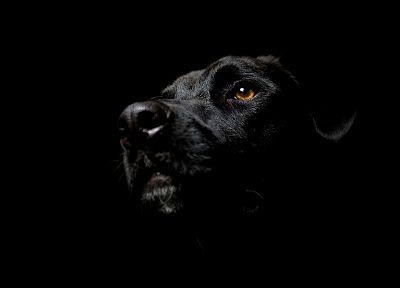 черный цвет, собаки, Лабрадор ретривер, темный фон - обои на рабочий стол