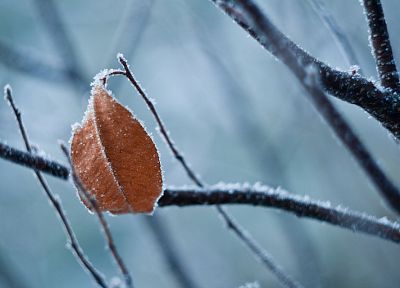 природа, листья, замороженный - случайные обои для рабочего стола