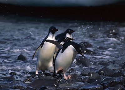природа, птицы, пингвины - обои на рабочий стол