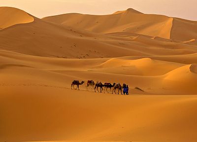 пейзажи, песок, пустыня, верблюдов - похожие обои для рабочего стола