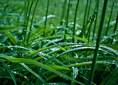 трава, капли воды - случайные обои для рабочего стола