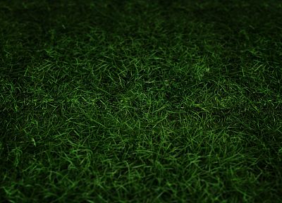 зеленый, трава - оригинальные обои рабочего стола