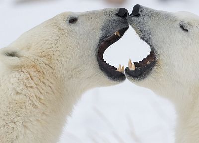 поцелуи, белые медведи - случайные обои для рабочего стола