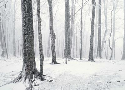 зима, деревья, леса - оригинальные обои рабочего стола