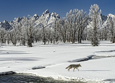 пейзажи, зима, снег, на открытом воздухе, волки - похожие обои для рабочего стола