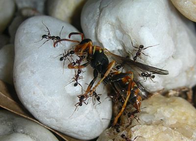 муравьи - оригинальные обои рабочего стола