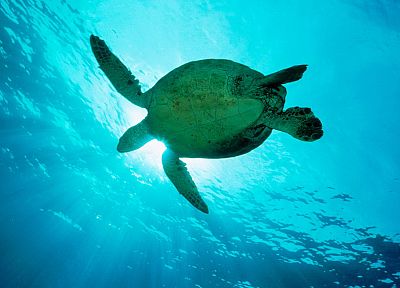 морские черепахи - случайные обои для рабочего стола